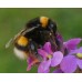 Bumble Bees - Medium Hive